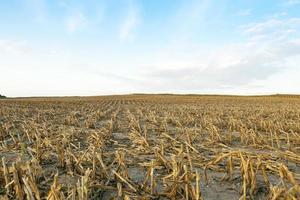 mature corn crop photo