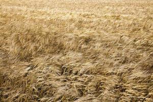 cereales de maduración en el campo foto