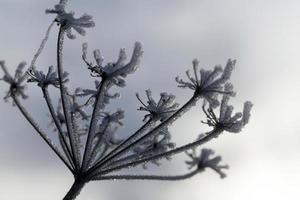 Frozen umbrella, close up photo