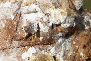 bread mold, close up photo