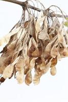 Dry yellow maple seeds photo