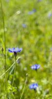 cornflower field, close up photo