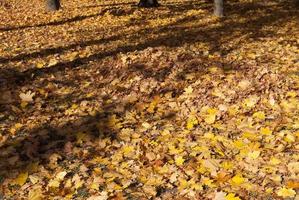 Beautiful orange foliage photo