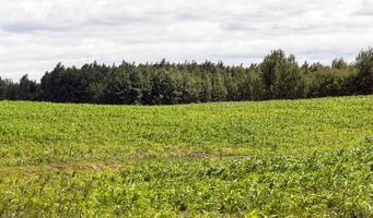 agricultural field where Green Corn photo