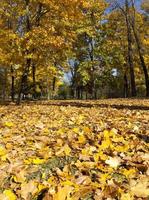 Beautiful orange foliage photo