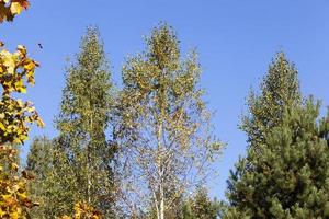 high deciduous trees photo