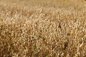 oat mature dry field, close up photo