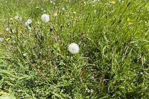 dandelion spring, close up photo