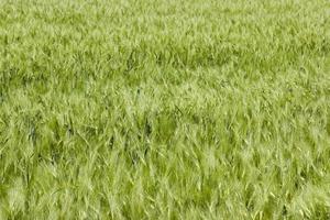 campos verdes, primer plano foto