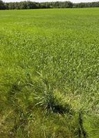 cereal plant, close up photo