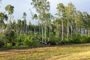 broken birch tree after a storm photo