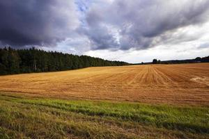 an agricultural field on which reaped wheat crop photo