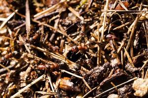 ant hill close up photo