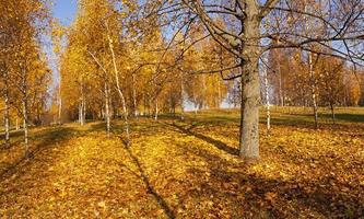 an autumn park photo