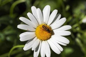 fly on camomile, close up photo