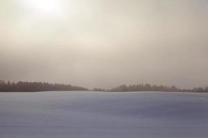 Trees in winter photo