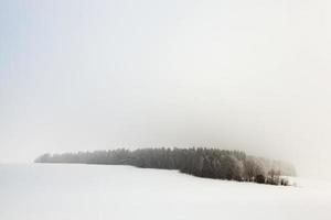 Trees in winter photo