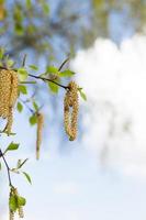 Young leaves of birch photo