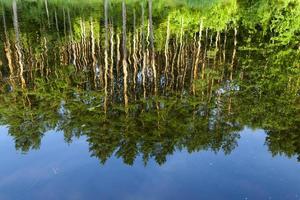 mirroring pine trees photo