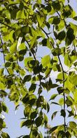 green foliage, close up photo