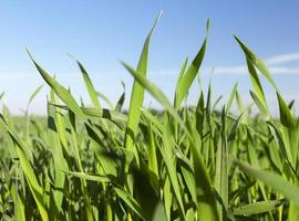 Field with cereal photo