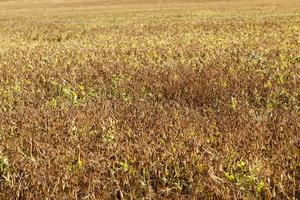 an agricultural field with a ripe crop of yellow peas photo