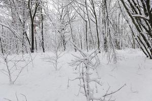 trees growing in the park covered with snow and ice photo