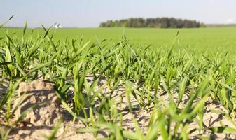 Field with cereal photo