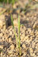 young grass plants, close-up photo