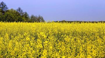 rapeseed field, close up photo