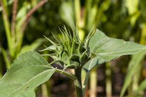 sunflowers during flowering in sunny weather photo