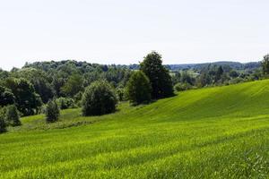 green cereals are immature in an agricultural field photo