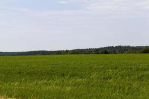 green grass in an agricultural field in the summer, farming photo