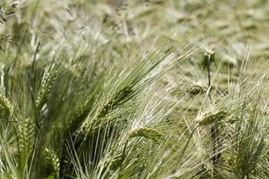 wheat field with green immature wheat plants photo