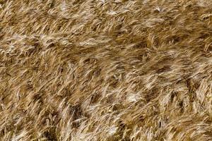 golden rye in an agricultural field in the summer photo