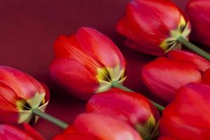 large number of red tulips on a red background photo