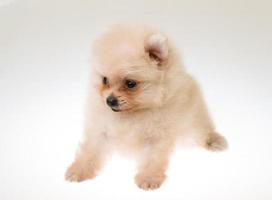 Pomeranian spitz puppy on white background photo