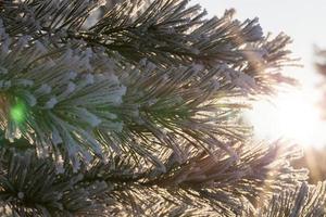 Pines in the frost