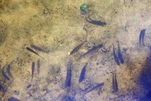 small fish swimming in muddy dirty water in the lake photo