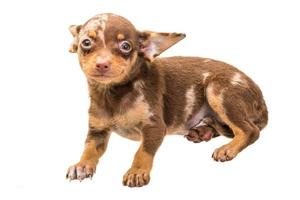 Toy terrier on white background photo