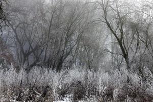 trees growing in the park covered with snow and ice photo