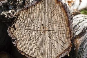 cracked birch, close up photo