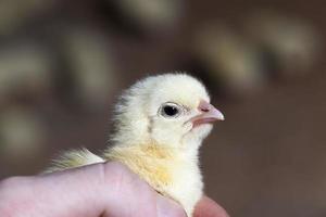 pollos pequeños jóvenes en una fábrica de carne de pollo foto