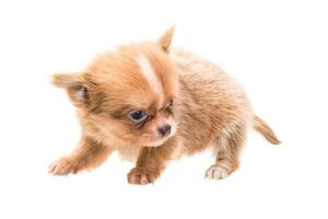 Chihuahua puppy on white background photo