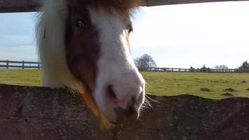 Icelandic horse close up head 1080p video