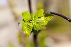 birch trees in spring photo