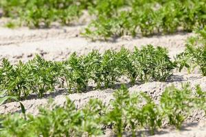 Field with carrot photo