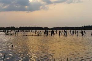 lake with plants during sunset, reflection in the lake photo