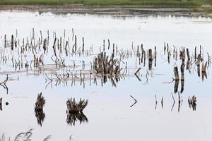 un lago con diferentes plantas foto