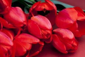 large number of red tulips on a red background photo